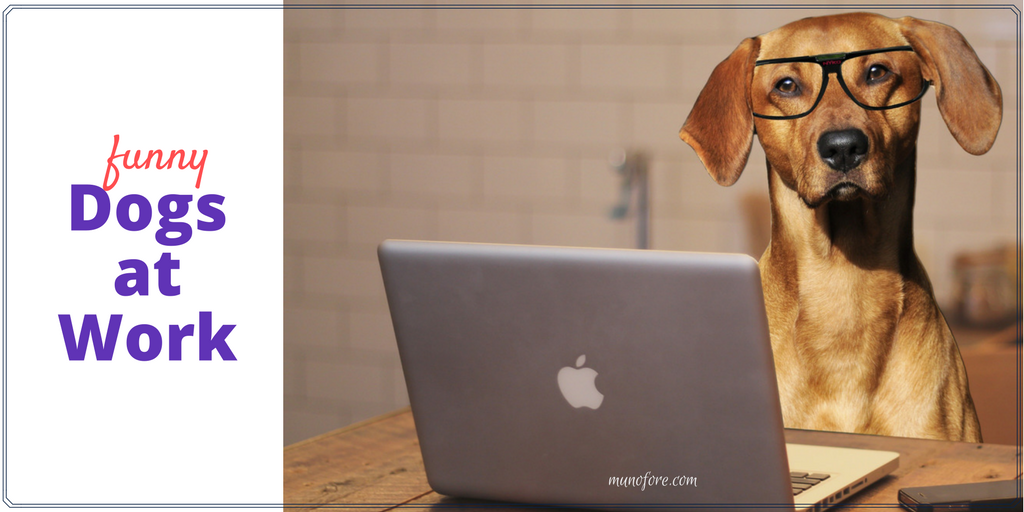 Dogs at Work Memes #FridayFrivolity - Munofore