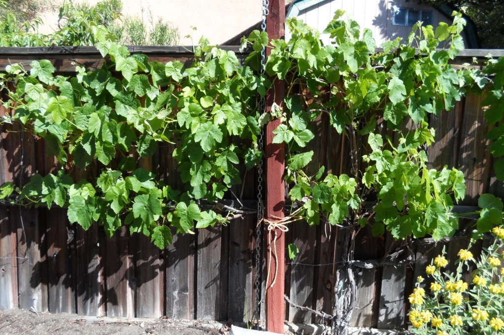 How to Make Your Own Grapevine Wreathes