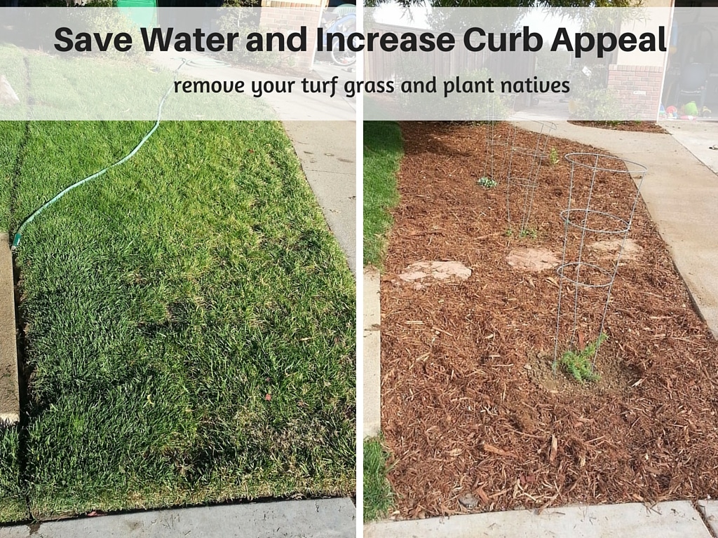 Save water and increase curb appeal by switching from turf grass to California native plants in a front yard. Drought tolerant landscaping.