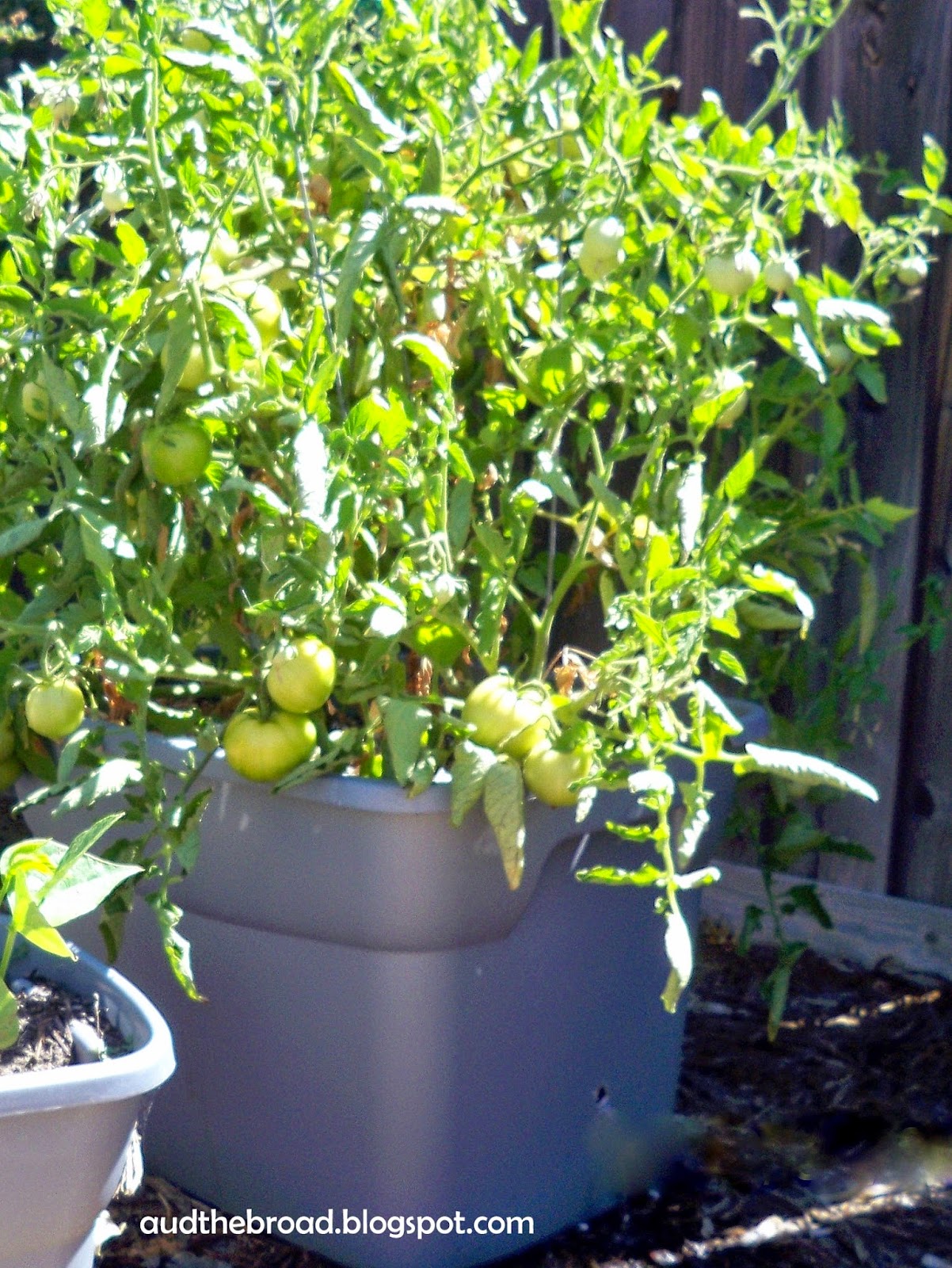 tomato plant in a self watering planter