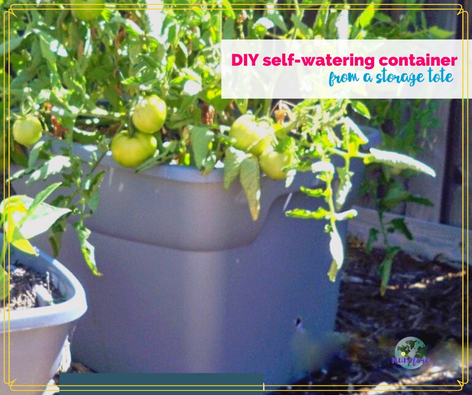 diy self watering planter with a tomato plant