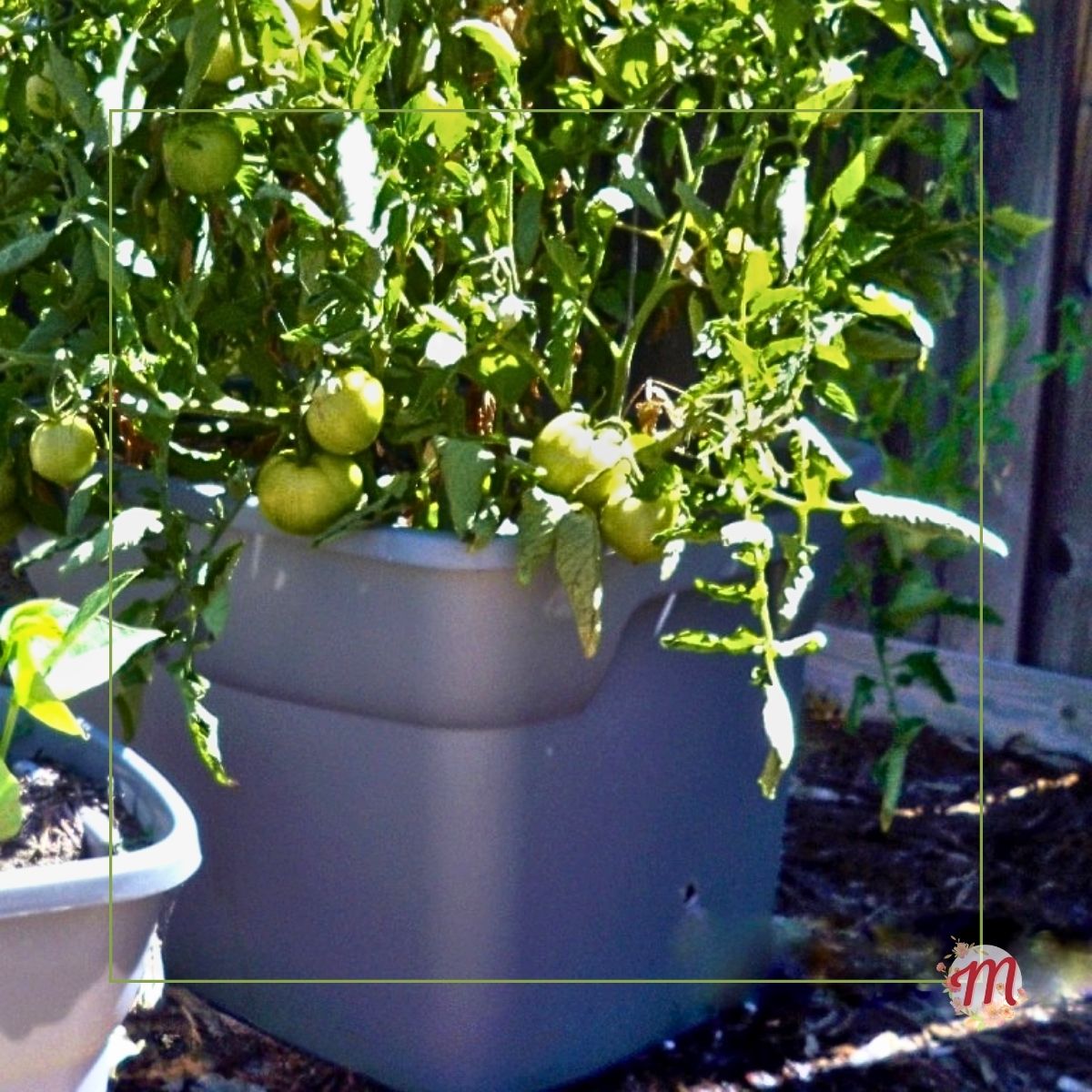 tomato plant in a self watering container