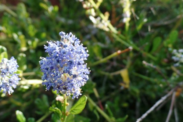 ceanothus - california lilac