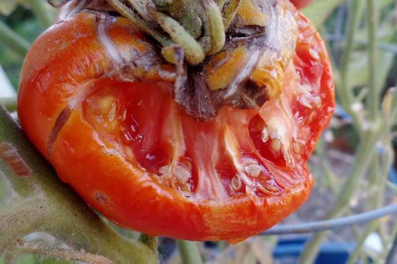 tomato eaten by hornworm