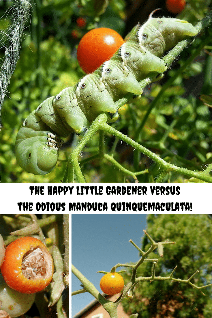 The Happy Little Gardener versus the Odious Manduca quinquemaculata.