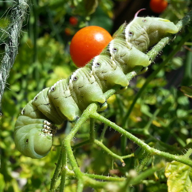 The Dreaded Tomato Hornworm: A Gardener's Midsummer Nightmare! - Munofore