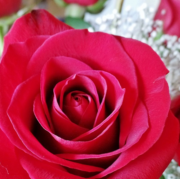 Dried pink rose with a shadow on a background