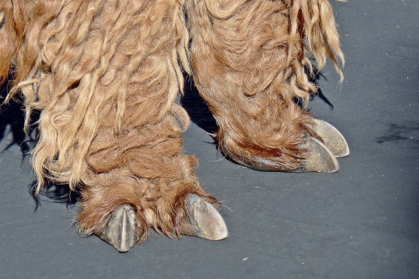 These are jasper's feet, not a Wampa's.