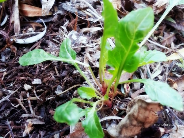 Mexican Evening Primrose