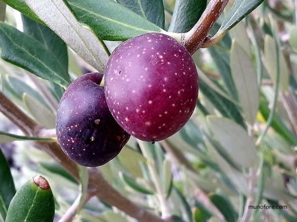 2 ripe Mission olives