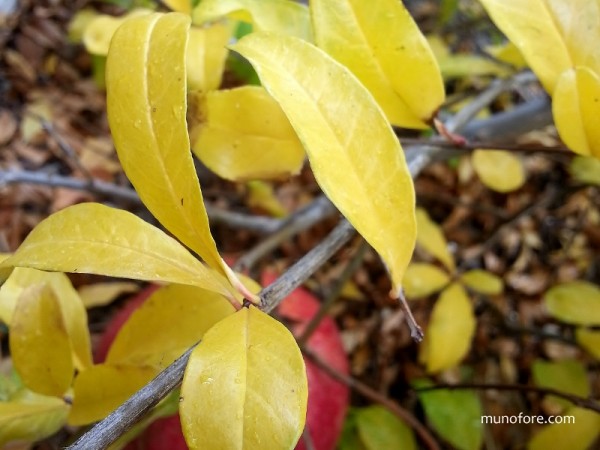 yellow pomegranate leaves