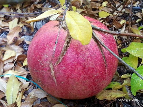 pomegranate fruit on tree