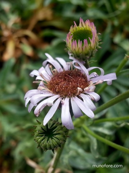 Wayne Roderick daisy - Erigeron glaucus