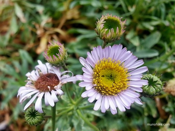 Wayne Roderick daisy - Erigeron glaucus