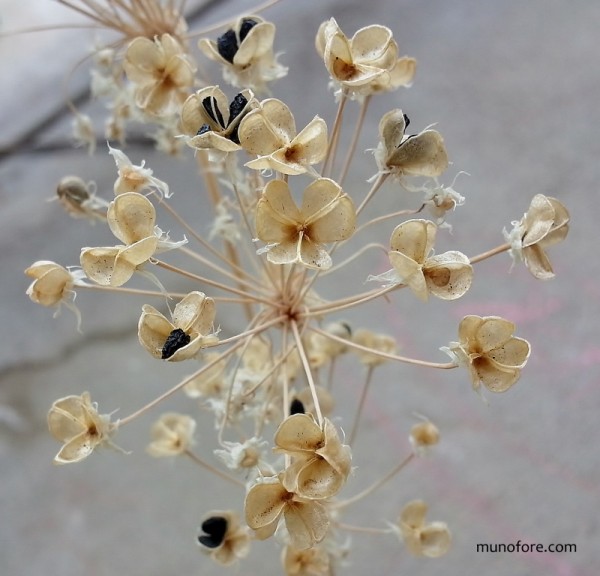 dried chive flowers
