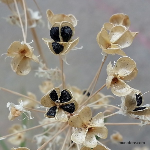 chive seeds