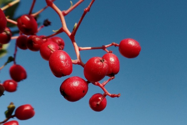 Heteromeles arbutifolia, Toyon or Christmas Berry