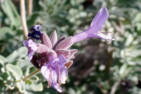 I was surprised to spy a few blossoms on this Salvia Bee's Bliss