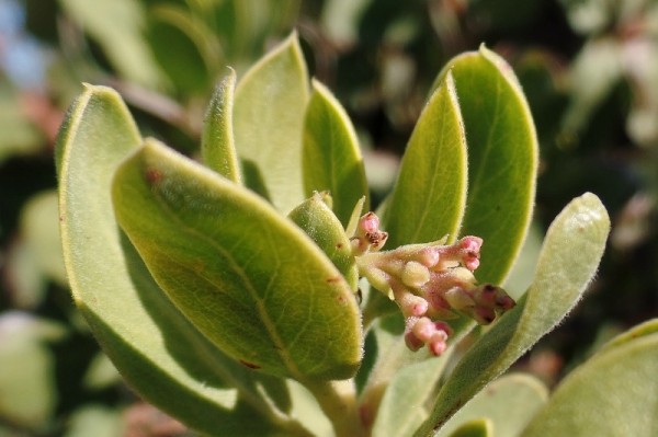Some of the Arctostaphylos (Manzanita) are beginning to develop tiny buds.