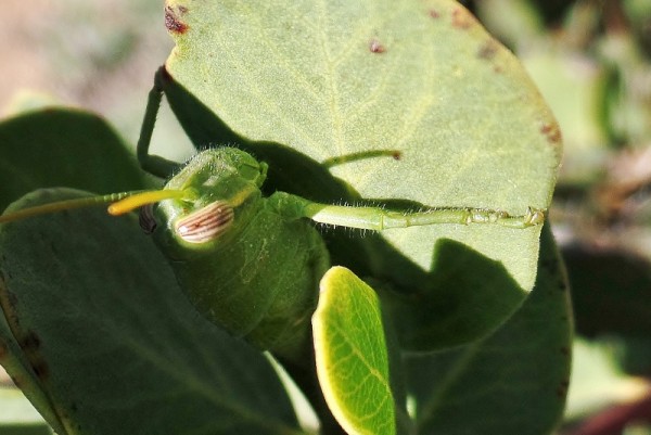 Insect resting on an Arctostaphylos