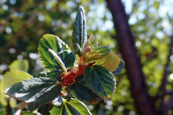 California lilac - Ceanothus