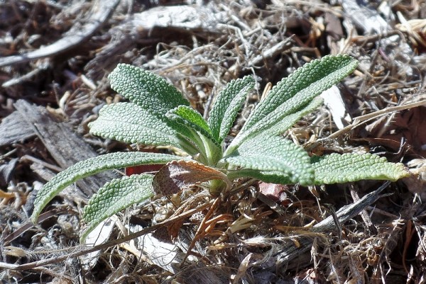 California salvia - sage