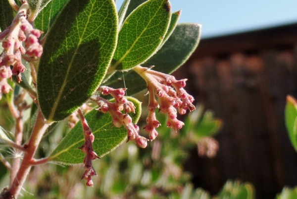 Arctostaphylos, Manzanita beginning to bud 