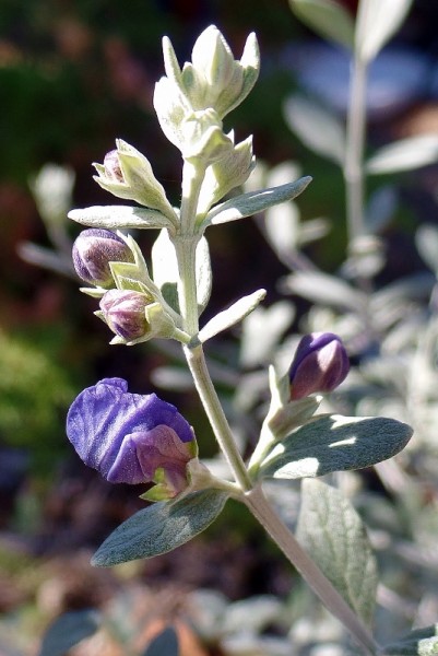 purple flower stalk