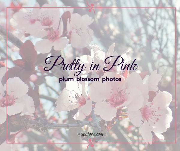 Pretty in Pink - Plum Blossoms