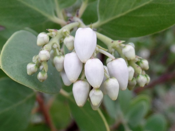 white Arctostaphylos (Manzanita) blossoms