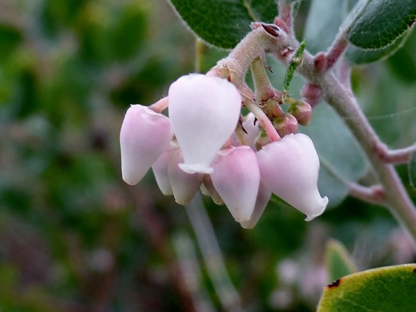 Pink Arctostaphylos in bloom