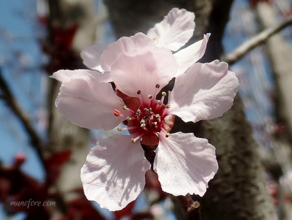 Photos of plum tree blossoms, a "friend of winter", symbol of endurance - pink flowers - photography - flower photography