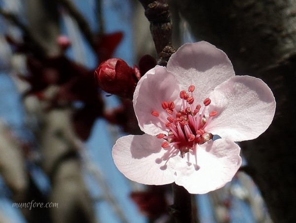 Photos of plum tree blossoms, a "friend of winter", symbol of endurance - pink flowers - photography - flower photography