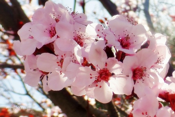 Photos of plum tree blossoms, a "friend of winter", symbol of endurance - pink flowers - photography - flower photography