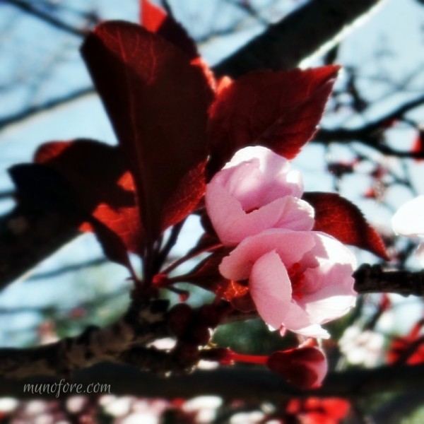 Photos of plum tree blossoms, a "friend of winter", symbol of endurance - pink flowers - photography - flower photography