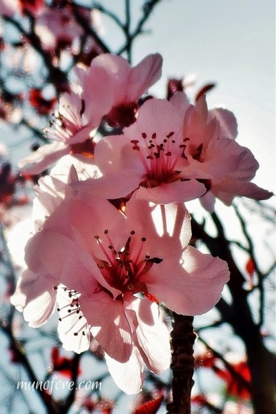 Photos of plum tree blossoms, a "friend of winter", symbol of endurance - pink flowers - photography - flower photography