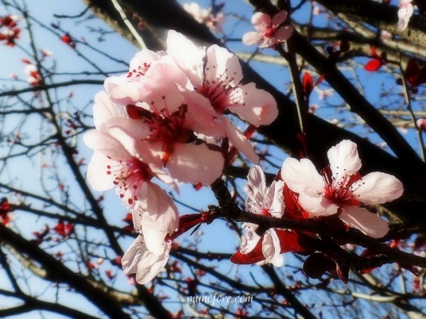 Photos of plum tree blossoms, a "friend of winter", symbol of endurance - pink flowers - photography - flower photography