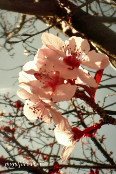 Photos of plum tree blossoms, a "friend of winter", symbol of endurance - pink flowers - photography - flower photography