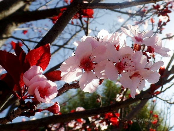 Photos of plum tree blossoms, a "friend of winter", symbol of endurance - pink flowers - photography - flower photography