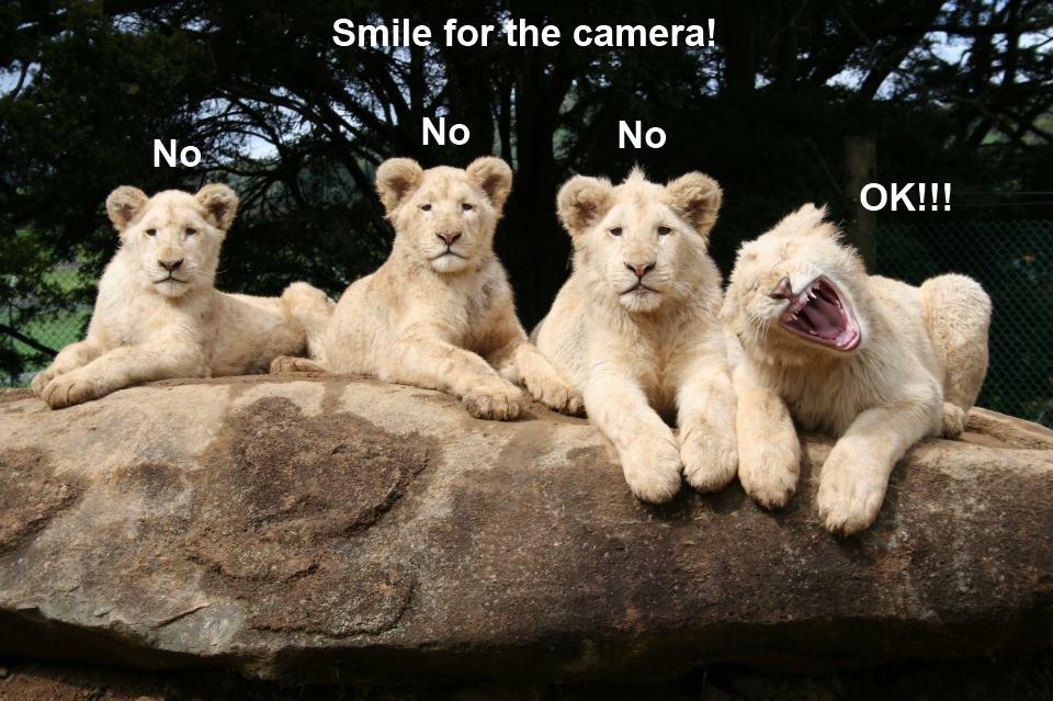 funny animal group photos