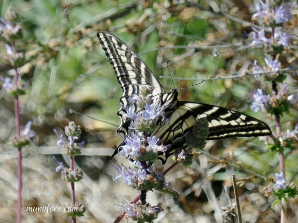 Papilio eurymedon in Salvia (pale swallowtail butterfly in sage blossoms)