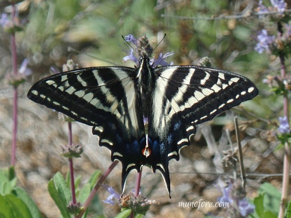 Papilio eurymedon in Salvia (pale swallowtail butterfly in sage blossoms)