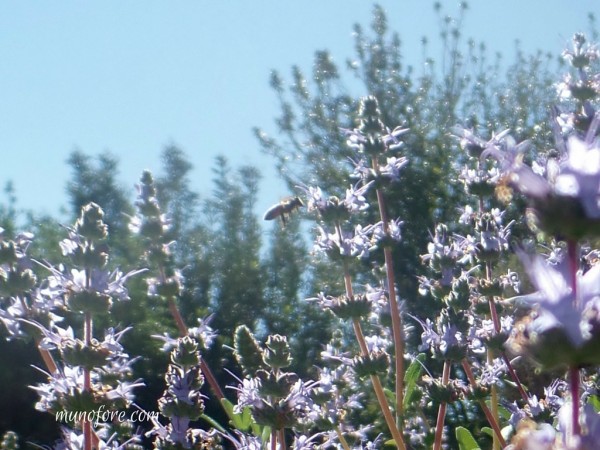 bee flying in salvia