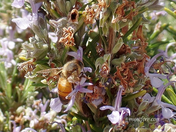 bee in rosemary