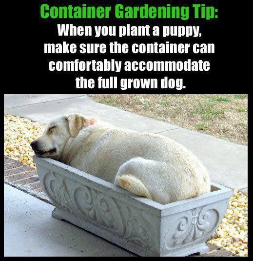 funny gardening memes