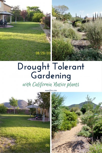 Drought Tolerant Gardening(2)