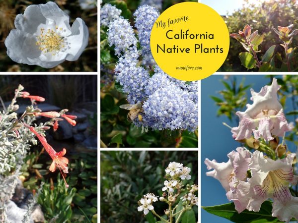 Photos of California Native Plants in a home landscape. Toyon, Chitalpa, Arctostaphylos, Ceanothus, Zauschneria, Erigeron