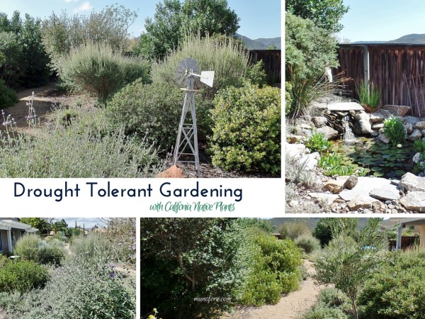 Drought Tolerant Gardening with California Native Plants: having a water wise garden doesn't have to be rocks and cacti.