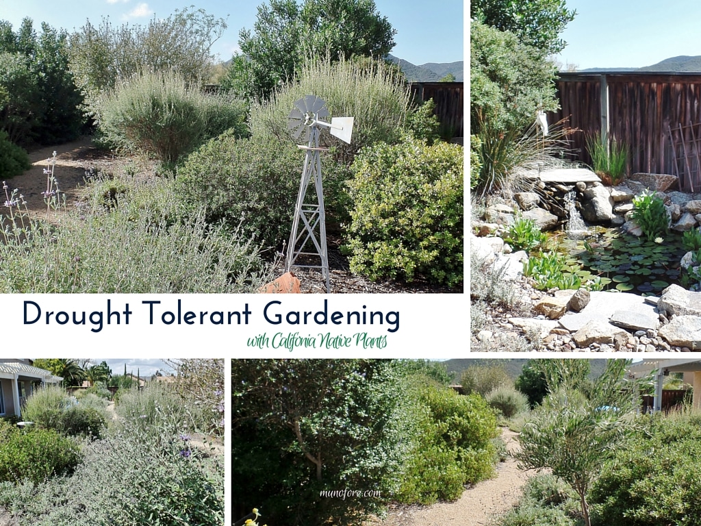 Drought Tolerant Gardening with California Native Plants: having a water wise garden doesn't have to be rocks and cacti.