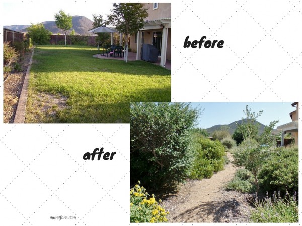 Drought Tolerant Gardening with California Native Plants: having a water wise garden doesn't have to be rocks and cacti.